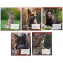 Зошит для записів 1 Вересня Animals of Ukraine в асортименті 767231